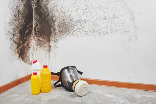 Best Emergency Mold Remediation in Northeast Ithaca, NY
