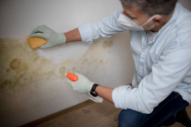 Best HVAC Mold Remediation in Northeast Ithaca, NY